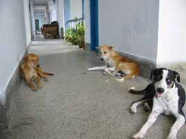 Dogs