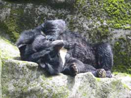 Bear
