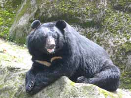 Bear