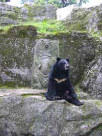 Bear