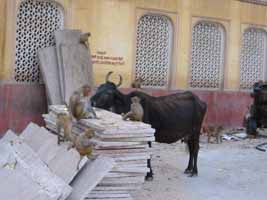 cow and monkeys